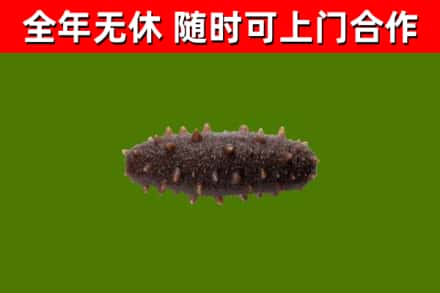 漳州市烟酒回收干海参.jpg